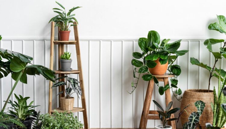 15 plantas que todo mundo quer em casa (e o motivo é irresistível)