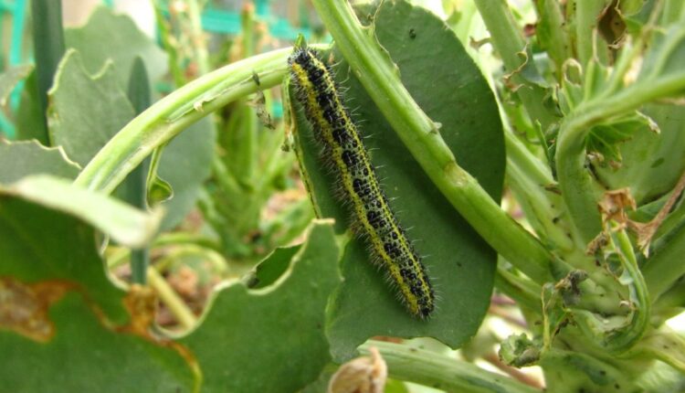 Como deixar sua horta bonita e saudável sem pragas por perto