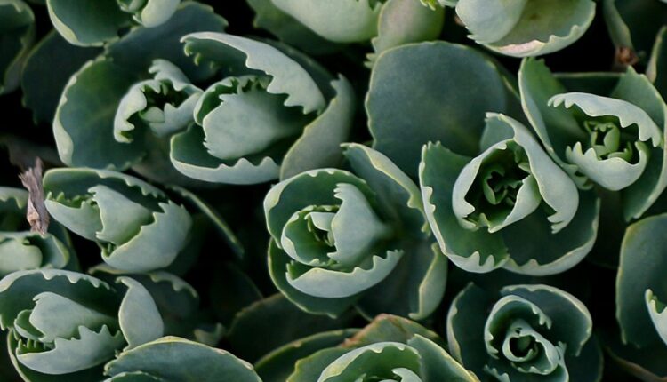 Como saber se o seu aranto está mesmo saudável? Veja aqui