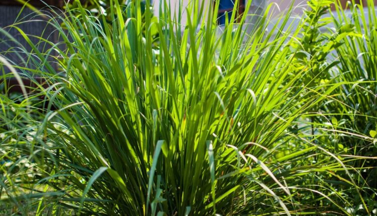 Como ter um cantinho mais fresco e longe dos insetos com uma planta
