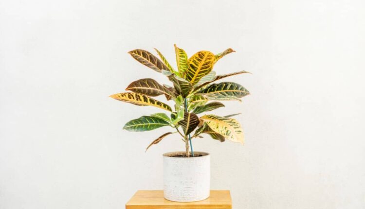 Por que todo mundo anda apaixonado pelo Dois de Julho no vaso?