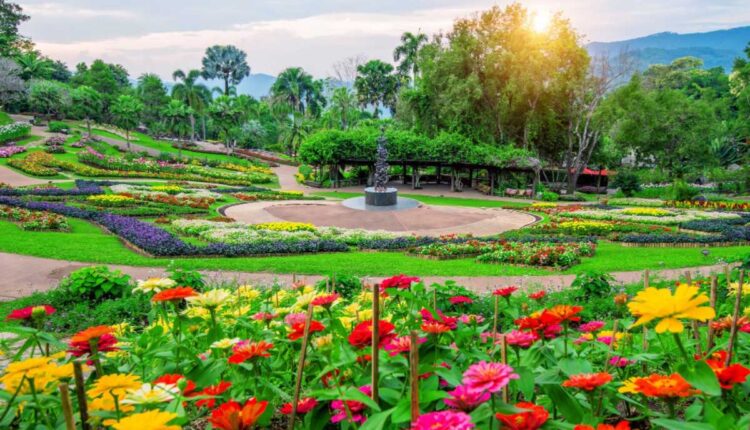 Coloque isso nas plantas e veja como elas enchem de flores