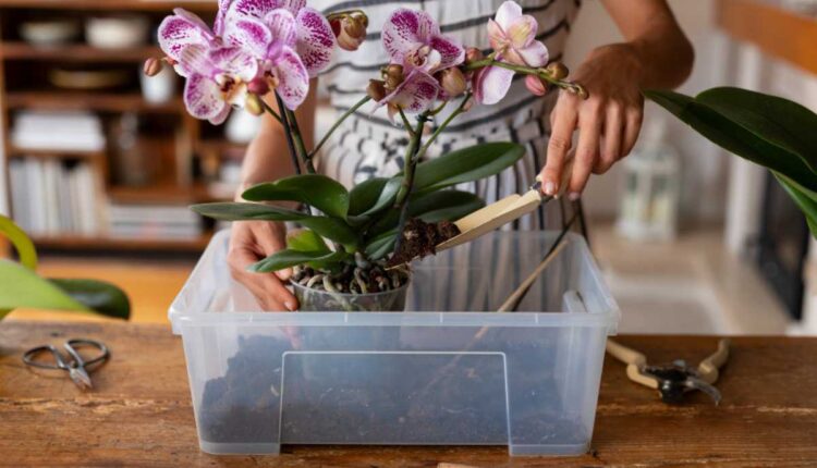 Como cuidar da sua orquídea para ela florir sempre