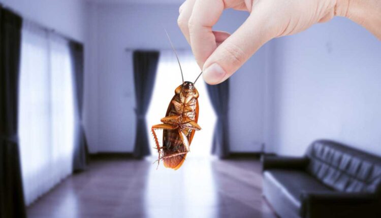 Como dei fim nas baratas com a dica simples do meu avô