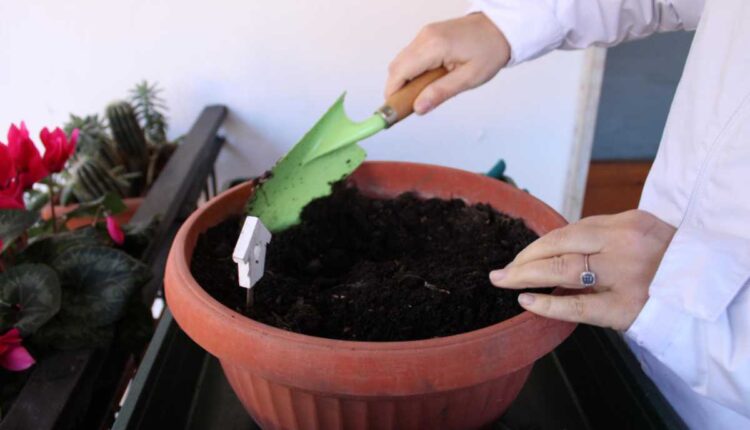 Como fazer adubo caseiro para ter plantas cheias de flores