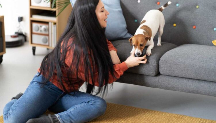 Como manter a casa cheirosa e limpa mesmo com pet por perto