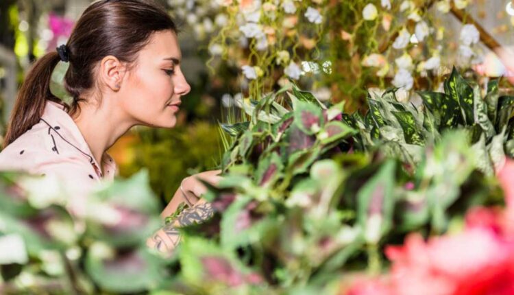 Como saber se suas flores estão prestes a desabrochar de verdade
