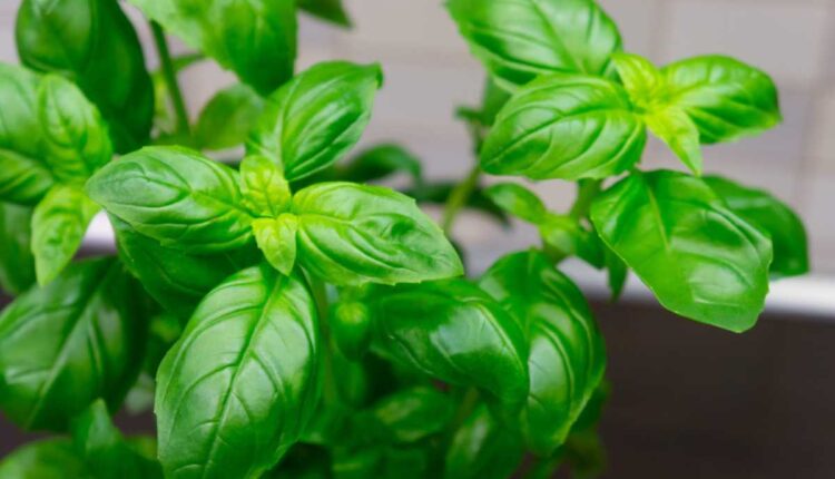 Como uso essa planta para espantar insetos em casa sem drama