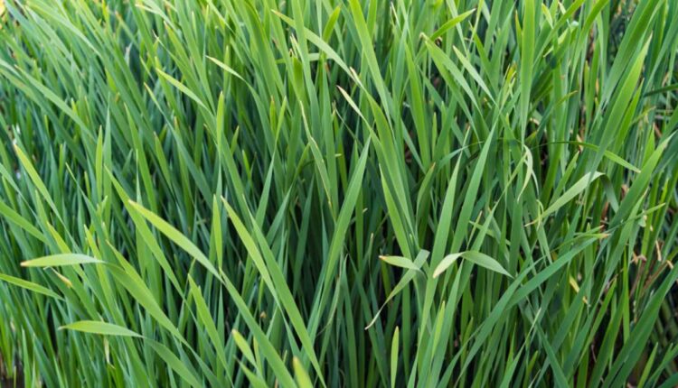 Descubra a plantinha que espanta insetos e deixa o lar mais leve