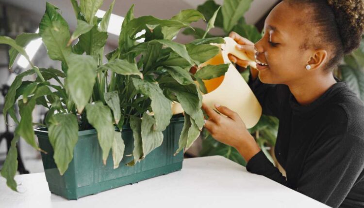 O suco que faz suas plantas ficarem mais fortes e felizes