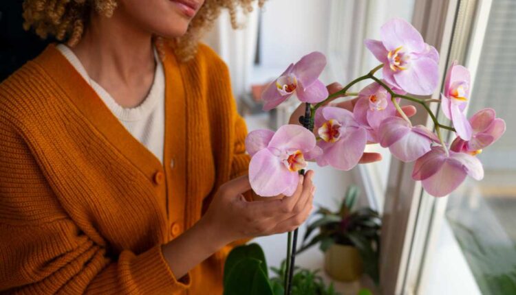 Orquídea em casa