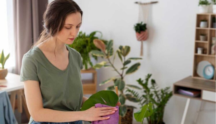 Quer uma casa mais leve? Conheça a planta que cuida de você