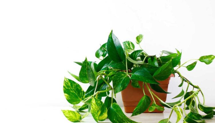 Tem uma planta caidinha aí